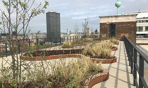 Green Roofs From Capital Roofing Co. Ltd, London